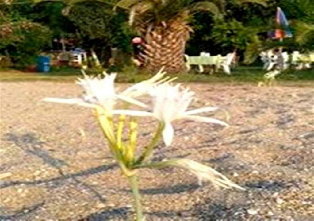 אנאמור Aslihan Motel מראה חיצוני תמונה